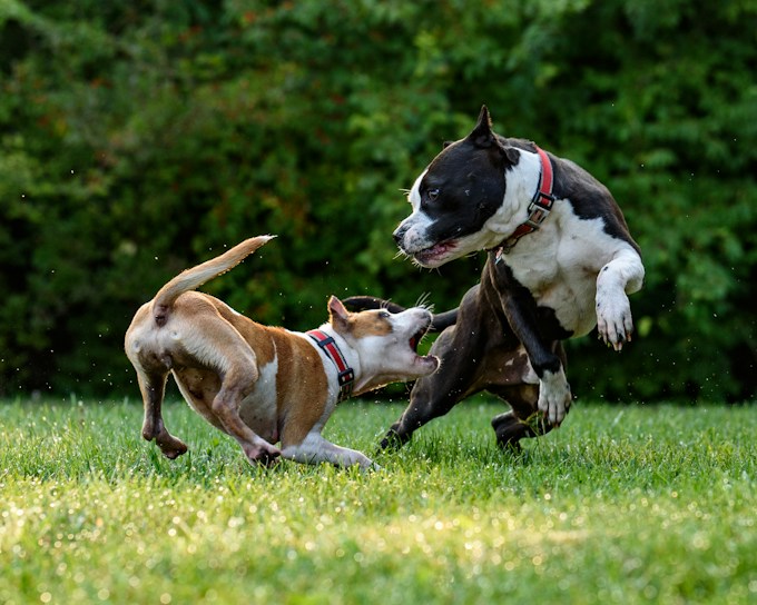 Tuve un sueño con perros bravos, ¿Qué puede simbolizar esto para mi vida?