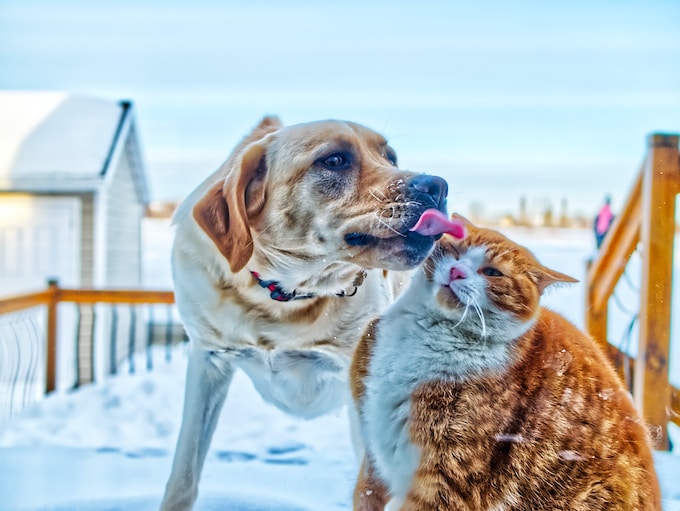 He soñado con perros y gatos, ¿Qué traer o anuncia esto para mi vida?