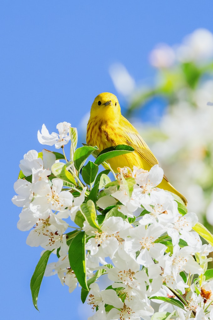 He soñado con un pájaro, ¿Qué suele significar esto para la vida del soñador?